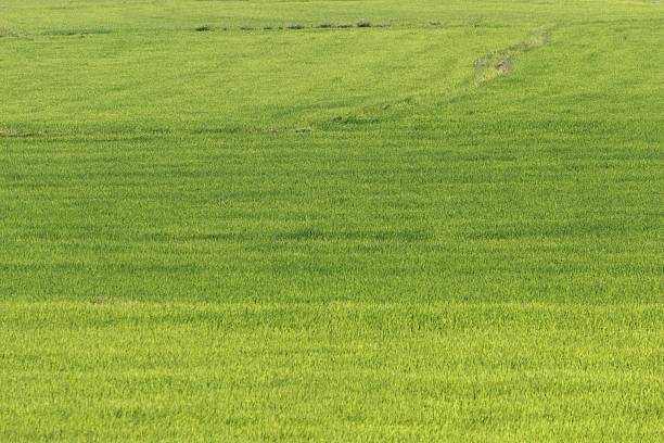 Beautiful green grass field texture.