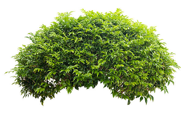 istock Tropical plant flower bush green shrub tree isolated on white background with clipping path. 2238554251