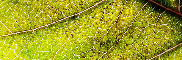 istock yellow autumn leaf close-up. Web banner 2238554657