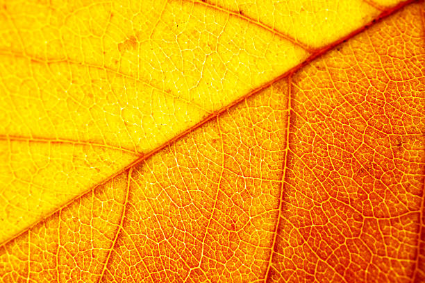 istock yellow autumn leaf close-up 2238554843