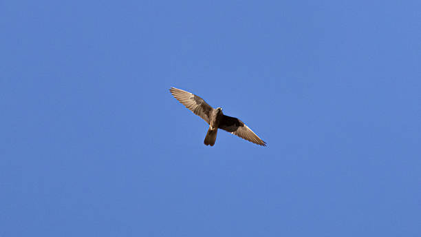 istock Eleonoras Falcon flying over a cliff 2238554867