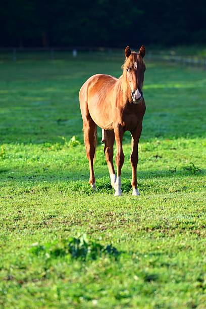istock Chestnut Horse Standing in a Green Field 2238555086