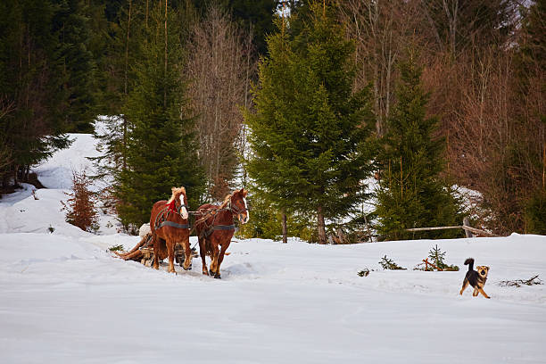 horses running with the winter sleigh on the road