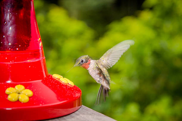 A hummingbird glimmers with golden feathers as it hovers gracefully in midair.
