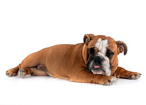 istock english bulldog in studio 2238556864