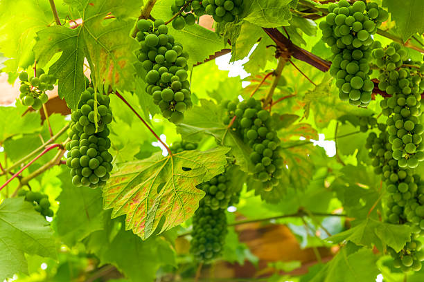 Backlit grape vine shot from below with multiple bunches of juicy, ripe  green grapes hanging down from the branches in the bright sunshine.