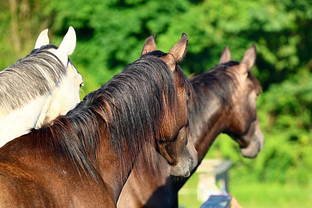 Close-up Portrait of a horse trainer and a beautiful horse.