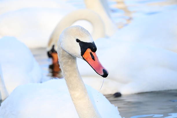 Flock of swans and ducks on a winter river with snow and ice. Wild waterfowl gathering in cold weather, natural scene of birds in their habitat