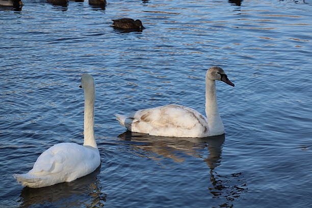 istock Wild waterfowl gathering in cold weather 2238559340