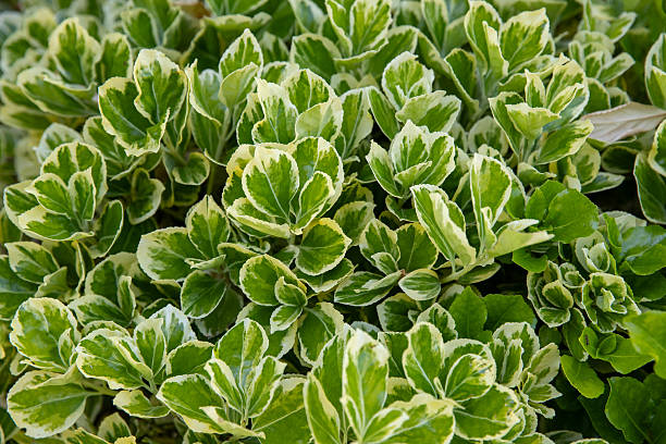 'Euonymus japonicus Kathy' or variegated Japanese spindle tree, a compact, bushy, evergreen Japanese plant with variegated leaves.