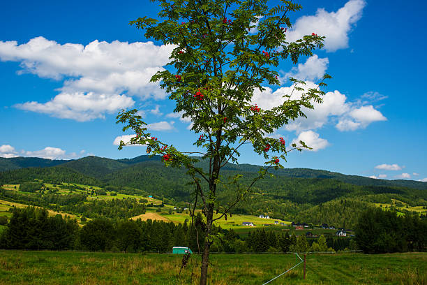 A lone rowan tree with clusters of red berries stands on a meadow. Behind it stretch rolling green hills and forests under a blue sky, evoking rural charm, eco-tourism and tranquil countryside life.