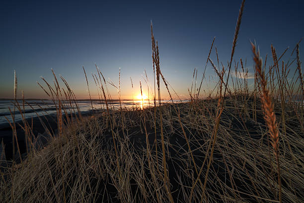 istock Sunset at the beach between some sea oats 2238562672