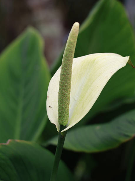 A vertical, eye-level shot of a white anthurium flower