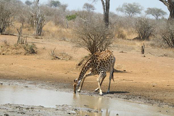 Southern African Giraffe visit a watering hole - Etosha National Park, Namibia