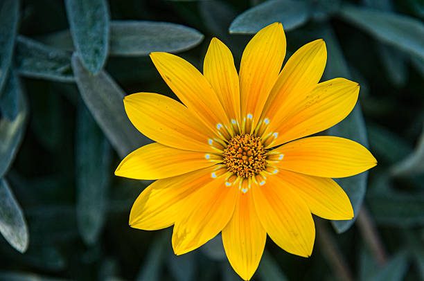 Calendula (Calendula officinalis) is a herbaceous plant of the Asteraceae family, known for its yellow, orange or red flowers. It is widely used in both gardening and natural medicine. \nMarigold flowers are bright and showy, forming single flower heads or in clusters. They can be yellow, orange, red or even paler shades.