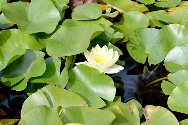 istock A white water lily on the pond 2238566507