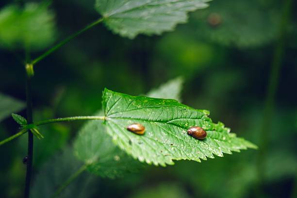 istock Predatory snails resting on a green plant leaf in their natural habitat 2238567323