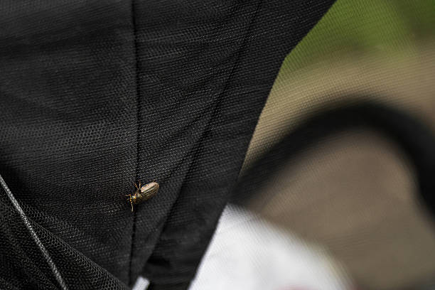 Insect beetle climbing on a baby stroller covered with a protective mosquito net.