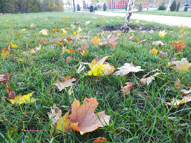 yellow autumn leaves on green grass. fallen leaves lie beautifully among the green blades of grass. beauty in nature