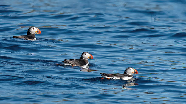 istock Three Puffins Swimming In A Row (Fratercula) 16x9 2238570752