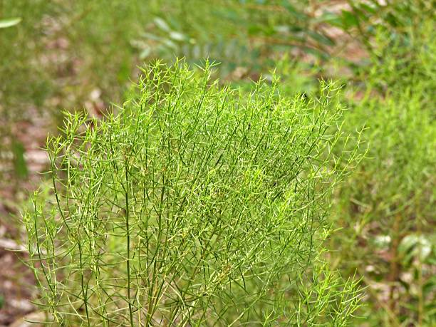 istock Dog fennel (Eupatarium capillifolium) 2238571896
