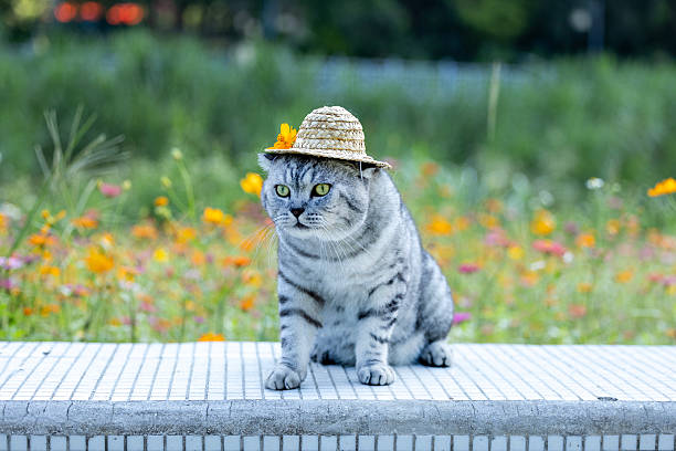 An American shorthair cat is playing happily in a park filled with blooming flowers.