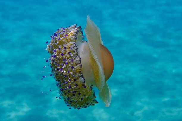 istock Mediterranean jelly (Cotylorhiza tuberculata) undersea, Aegean Sea 2238572256