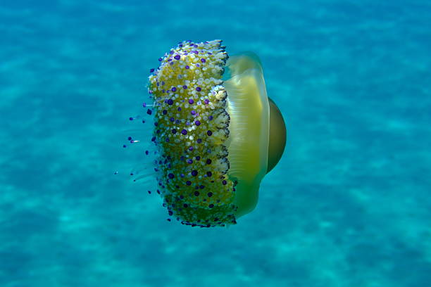 istock Mediterranean jelly (Cotylorhiza tuberculata) undersea, Aegean Sea 2238572260