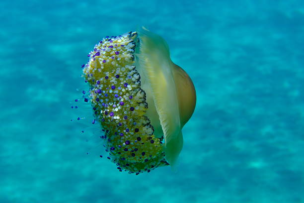 istock Mediterranean jelly (Cotylorhiza tuberculata) undersea, Aegean Sea 2238572334