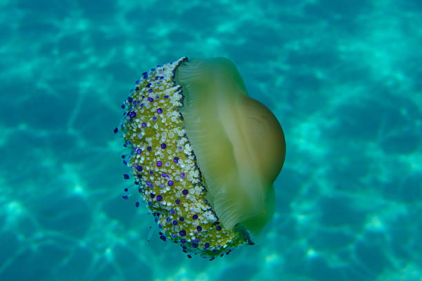 istock Mediterranean jelly (Cotylorhiza tuberculata) undersea, Aegean Sea 2238572443