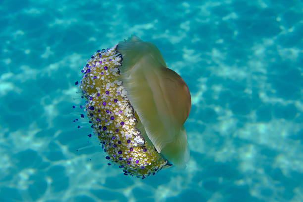 istock Mediterranean jelly (Cotylorhiza tuberculata) undersea, Aegean Sea 2238572578