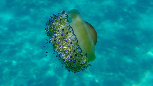 istock Mediterranean jelly (Cotylorhiza tuberculata) undersea, Aegean Sea 2238573196