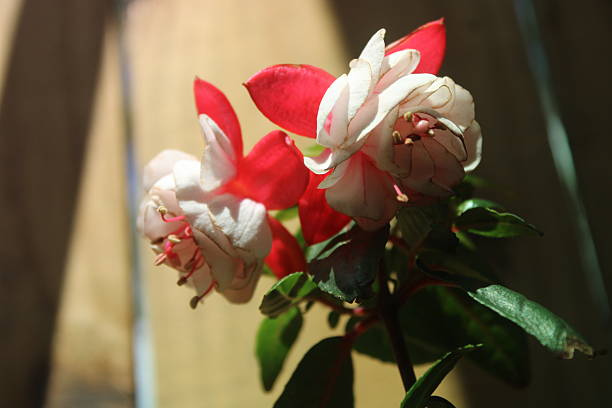 Close Up Image of a pink and white fuchsia flower blooming in the warm sun with a blurred background.