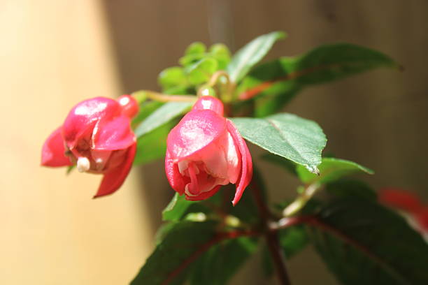 Close Up Image of a pink and white fuchsia flower blooming in the warm sun with a blurred background.