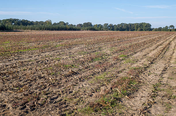istock Harvested corn field showing stubble and autumn agriculture 2238577983
