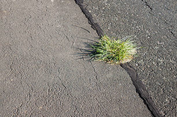 Old deep cracks in a concrete road at sunset. Here you can clearly see that nature could take everything back at some point.
