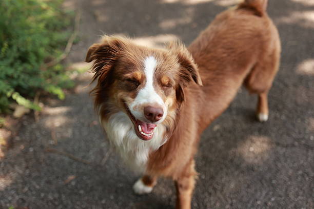 istock Brown and white dog is smiling and looking at the camera 2238578632