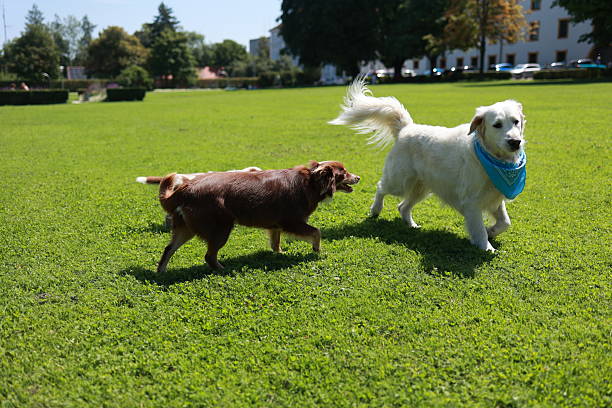 Three dogs are playing in a grassy field. One of the dogs is wearing a blue bandana