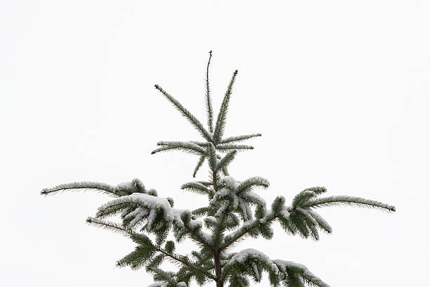 Minimal Winter Scene Featuring Lonely Snow Covered Fir Tree On White Snowy Background