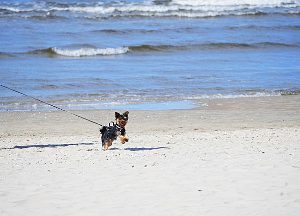 Yorkshire Terrier walking on a leash along the seashore