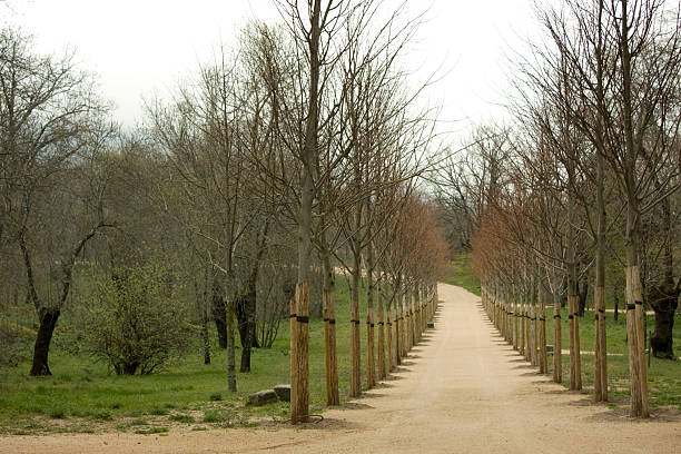 Wide dirt path winding through a park in Madrid, Spain, lined with young, bare trees indicating the transition from winter to early spring, with green grass emerging on the sides