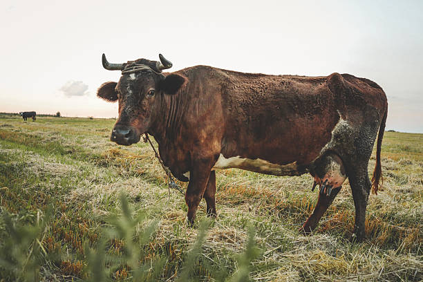 istock Brown cow with horns standing on a rural field, looking directly at camera under clear blue sky 2238586068