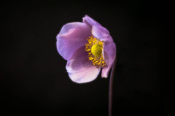 istock Background with anemone flower; Eriocapitella tomentosa 2238586070