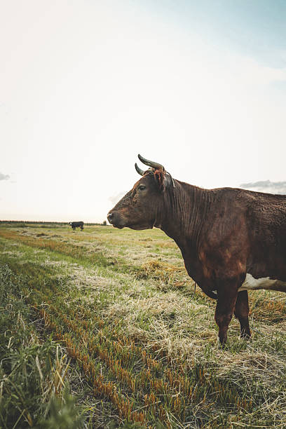 istock Brown cow with horns standing on a rural field, looking directly at camera under clear blue sky 2238586074