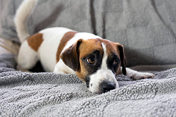 istock cute Jack Russell Terrier resting on a sofa with a gray blanket 2238586306