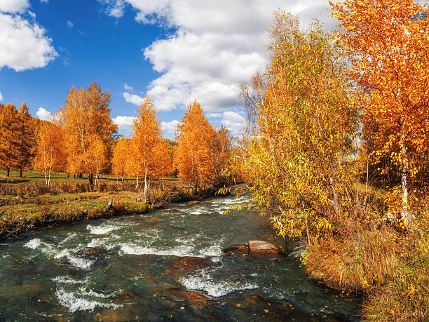 istock wonderful landscape with golden birches and a river 2238587555