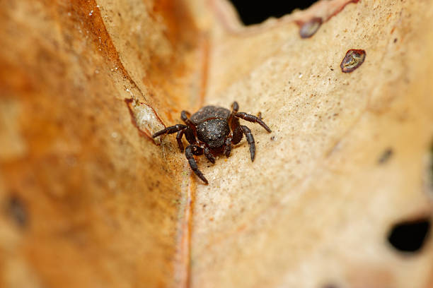 istock Boliscus Crab Spider on Leaf Litter  Bukit Tinggi, Malaysia 2238589145