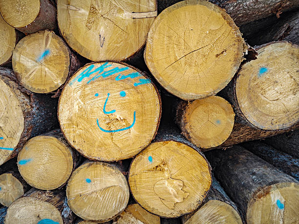 Markings on stacked sawn timber in the forest