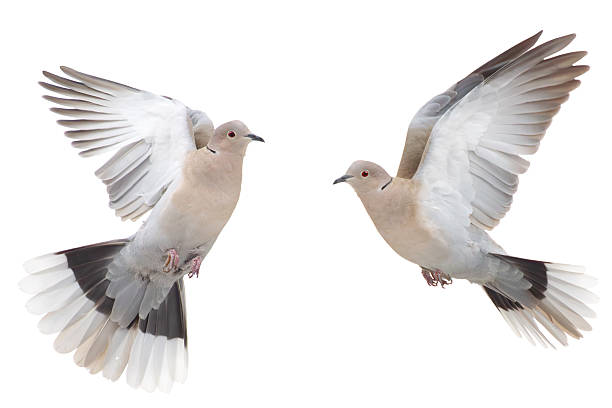 istock pair of turtle doves in flight on a white background 2238591605