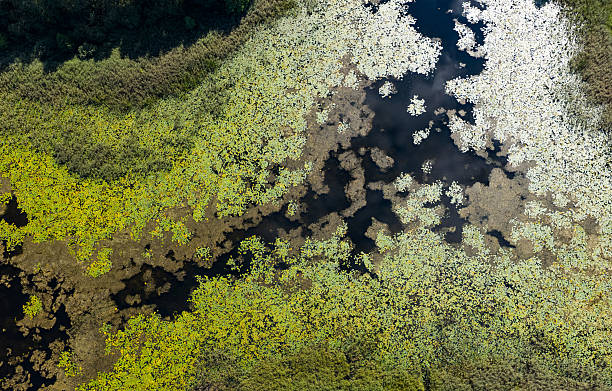 istock Lielius lake with blooming water 2238591904